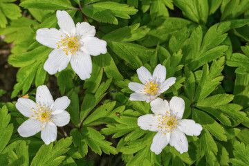 Group of white flowers