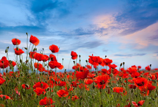 Amazing poppy field landscape against colorful sky