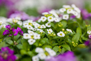 Obraz premium Close up of pretty pink, white and purple Alyssum flowers, the Cruciferae annual flowering plant