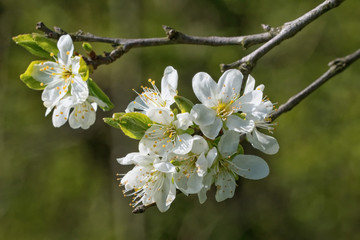 Flowers on the plum branch