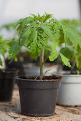Young tomato seedlings