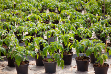 Tomatoes growing in a greenhouse