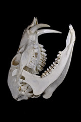 Naklejka premium Fanged Water Deer Skull On Black Background