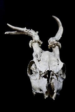 Deer Skull with Odd Antlers