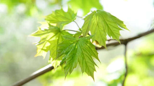 Young maple leaves in spring