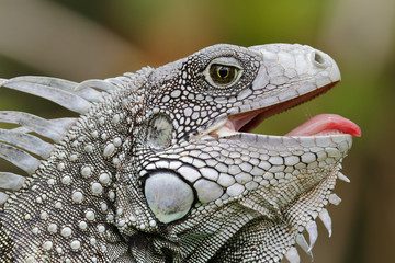 Green Iguana with its Mouth Open