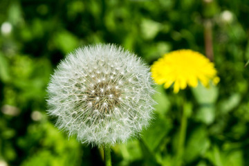 Pusteblume auf einer Wiese