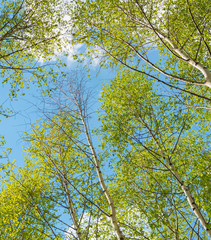  tops of young birches in the spring