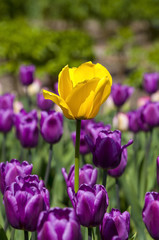 Yellow and purple tulips - spring picture