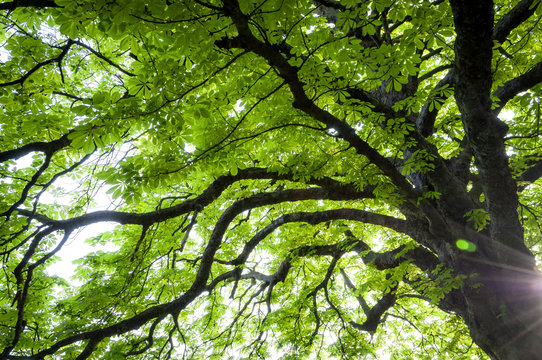 Upward view of a chestnut tree in spring with fresh new green leafs