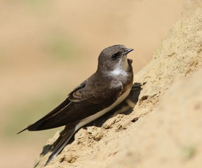 Swallows Sand Martin, riparia riparia