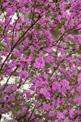 Background of a large number of flowers maralnik pink