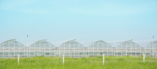greenhouses for growing vegetables