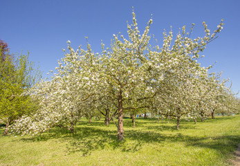 Obraz premium Obstbaum