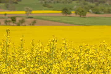 Rapsfeld