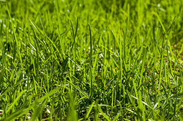 Fresh green grass - background