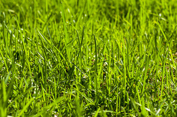Obraz premium Fresh green grass - background