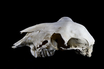 Sheep Skull on Black background