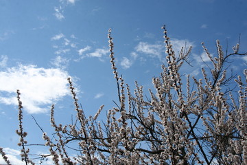 вишня в цвету