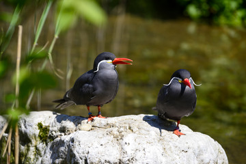 Fototapeta premium Inkaseeschwalbe