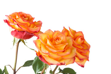 Three yellow roses with a red border on petals on a white background