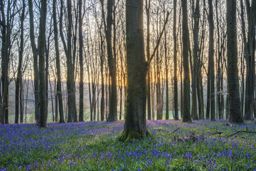 Stunning landscape of bluebell forest in Spring in English count