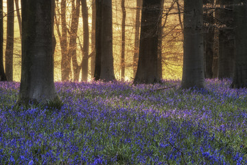 Stunning landscape of bluebell forest in Spring in English count