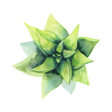 Watercolor green succulent. The view from the top.