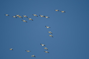 Flock of Snow Geese Flying in a Blue Sky