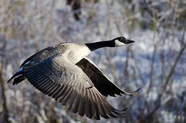 Canada Goose Flying Across the Snowy Winter Terrain © rck