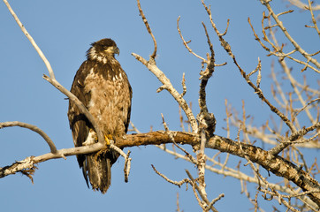 Young Bald Eagle Perched High in a Barren Tree