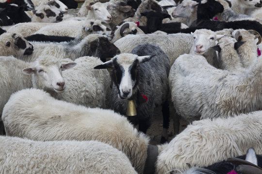 .flock of sheep