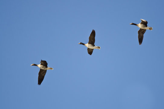 Three Greater White-Fronted Geese Flying in a Blue Sky