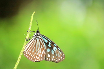 羽を休めるリュウキュウアサギマダラ