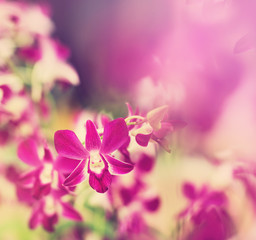 Close up Pink violet orchid flower