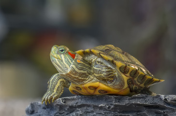 Turtle on a rock / Little turtle on a rock on a gray background with bokeh