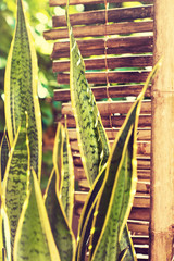 Bamboo fence with plants . plants on a bamboo wall .
