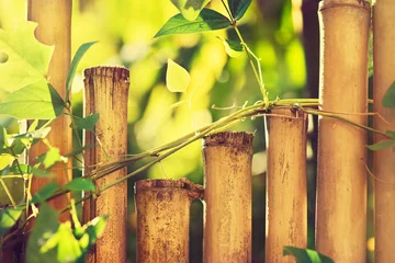 Papier Peint photo Bambou Bamboo fence with plants . plants on a bamboo wall .  