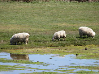 Fototapeta premium Sheep reflected in wet pasture