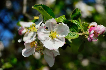 Kwitnące kwiaty na gałązce z rozmytym tłem