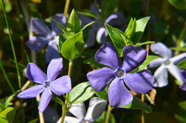 Kleinbl&auml;ttriges Immergr&uuml;n tr&auml;gt blaue Bl&uuml;ten - Apocynaceae - Vinca minor