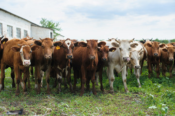 Herd of cows