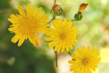 Flores en el campo
