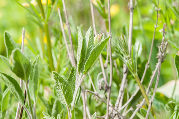 sage shrub sprout