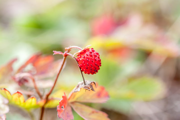 small wild strawberries in the forest