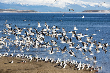 Beautiful Ascenario with birds in Ushuaia, Argentina.