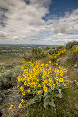 Beautiful view of Boise with spring flowers