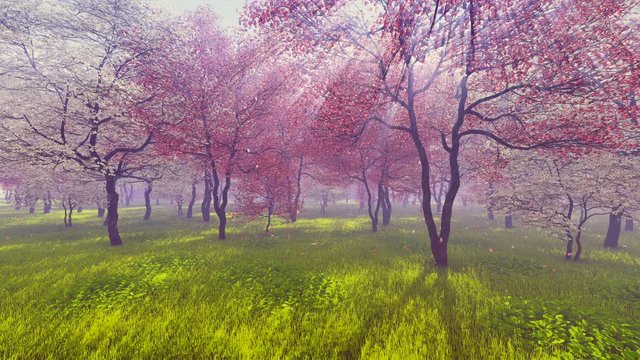 Blossoming cherry trees basking in radiant sunlight and rays of light shines through the crowns of trees. Eye level static shot. Realistic 3D animation.