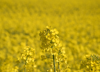Rapsbl&uuml;ten, Rapsfeld, Brassica napus