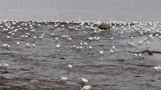 oies des neiges